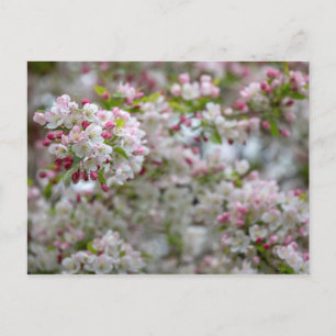 Carte Postale Abondance De Fleurs