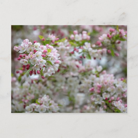 Carte Postale Abondance De Fleurs (Devant)
