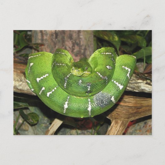 Carte Postale About Emerald Tree (Devant)