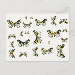 Carte Postale Abraxas grand ulariata, The Magpie Moth Color Imag