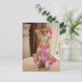 carte postale absolument mignonne de chiwawa (Debout devant)