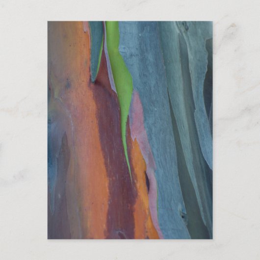 Carte Postale Abstract de Rainbow Gum Tree (Devant)