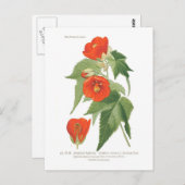 Carte Postale Abutilon venoso x striatum (Devant / Derrière)