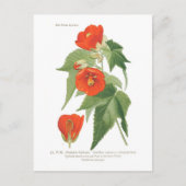 Carte Postale Abutilon venoso x striatum (Devant)