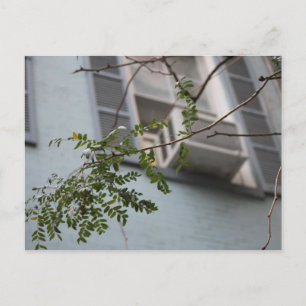 CARTE POSTALE "AC FEUILLES" (COLLECTIBLE)