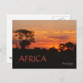 Carte postale Acacia Sunset Africa (Devant / Derrière)