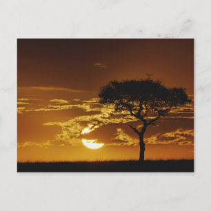 Carte Postale Acacia tortilis, Acacia tortilis,