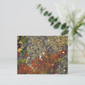 Carte postale "Acadian Tide Pool" (Debout devant)