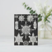 Carte Postale Acanthophracta, animal aquatique Wunderstrahlinge (Debout devant)