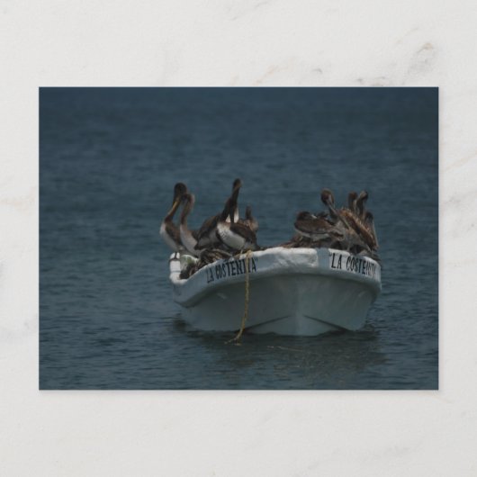 Carte Postale Acapulco pélicans (Devant)