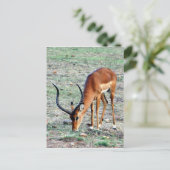 Carte Postale accorder gazelle loner (Debout devant)