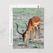 Carte Postale accorder gazelle loner (Devant / Derrière)