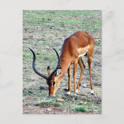 Carte Postale accorder gazelle loner (Devant)