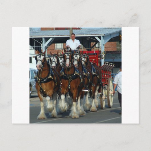 Carte Postale Accroc de cheval de Clydesdale 6 (Devant)
