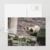 Carte Postale Accrochage de chats sur paroi rocheuse (Devant / Derrière)