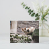 Carte Postale Accrochage de chats sur paroi rocheuse (Debout devant)