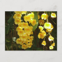 Accrocher les orchidées jaunes Fleurs tropicales