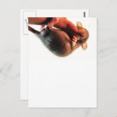 Carte Postale Accrochez-vous à There Rat (Devant / Derrière)