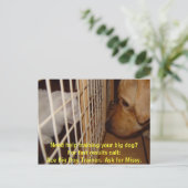 Carte Postale Ace Big Dog Trainer (Debout devant)