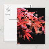 Carte postale Acer rouge (Devant / Derrière)