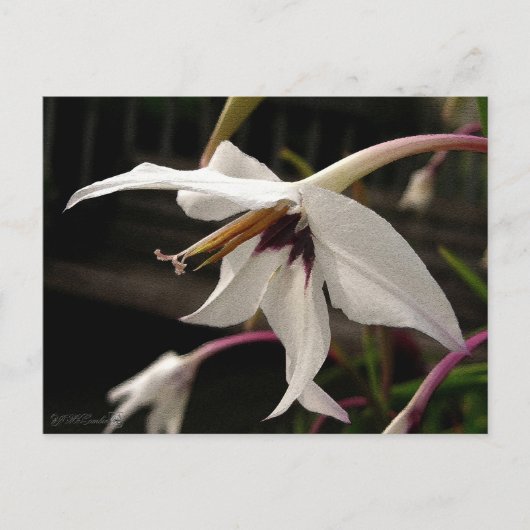 Carte Postale Acidanthera ou glaïeul de paon (Devant)