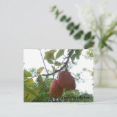 Carte postale Ackee jamaïcaine (Debout devant)