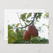 Carte postale Ackee jamaïcaine (Devant / Derrière)