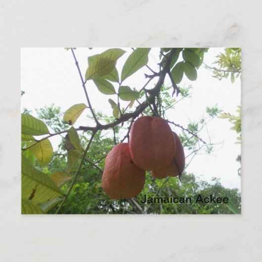 Carte postale Ackee jamaïcaine (Devant)