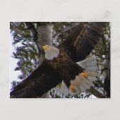 Carte Postale Ackley Eagle (Devant)