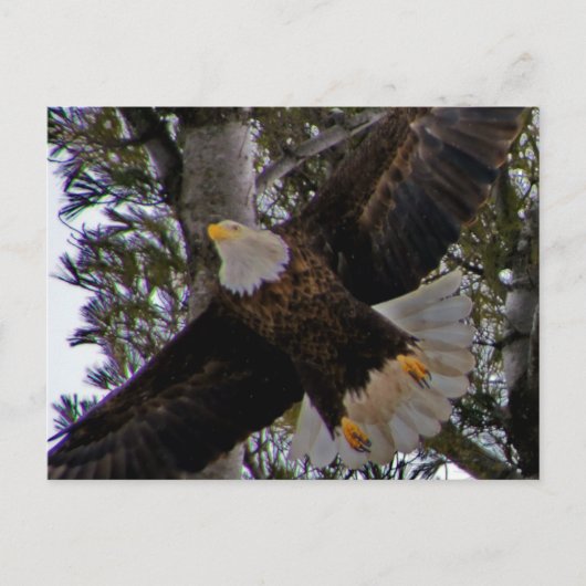 Carte Postale Ackley Eagle (Devant)