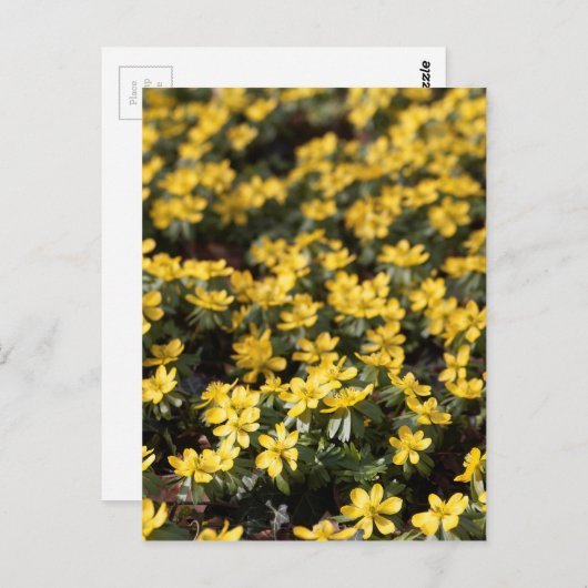 Carte Postale Aconite d'hiver (Eranthis hyemalis) (Devant / Derrière)