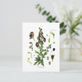 Carte Postale Aconitum napellus (Monkshood) (Debout devant)