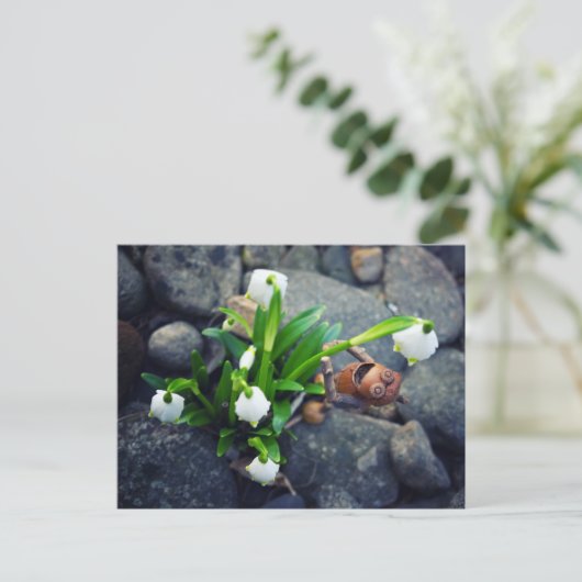 Carte Postale Acorn 11 with snowflake flower spring postcard (Debout devant)