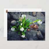 Carte Postale Acorn 11 with snowflake flower spring postcard (Devant / Derrière)