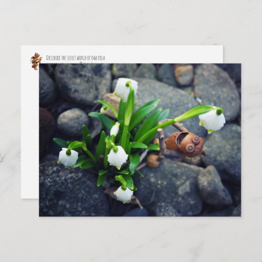 Carte Postale Acorn 11 with snowflake flower spring postcard (Devant / Derrière)