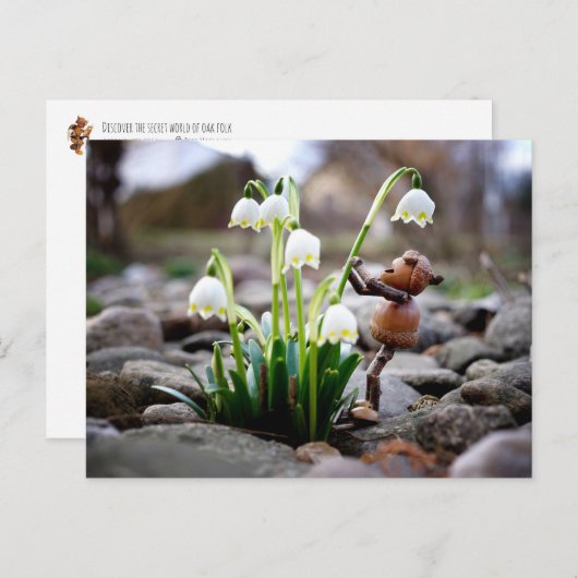 Carte Postale Acorn 11 with snowflake flower spring postcard (Devant / Derrière)