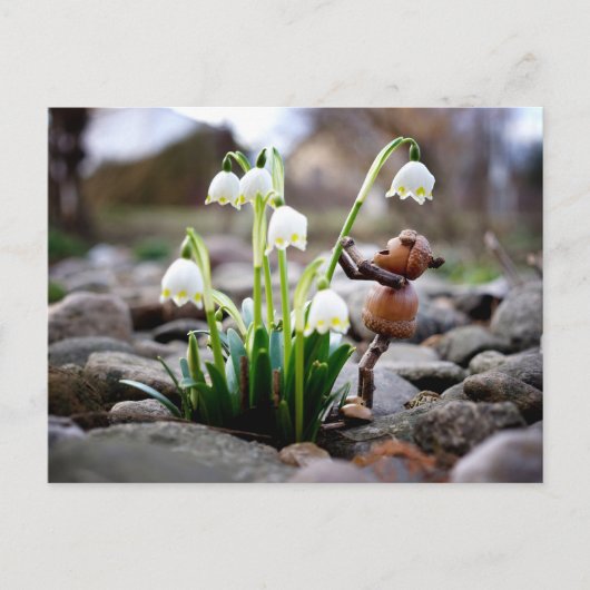 Carte Postale Acorn 11 with snowflake flower spring postcard (Devant)