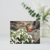 Carte Postale Acorn 11 with snowflake flower spring postcard (Debout devant)