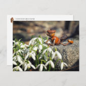 Carte Postale Acorn 11 with snowflake flower spring postcard (Devant / Derrière)
