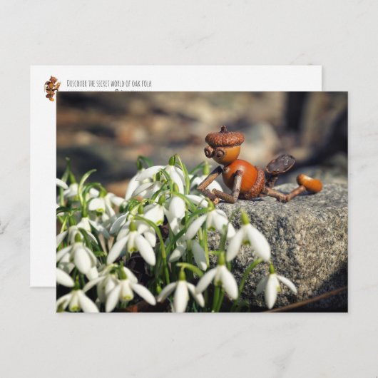 Carte Postale Acorn 11 with snowflake flower spring postcard (Devant / Derrière)