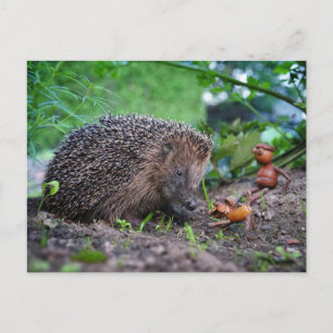 Carte Postale Acorn ef avec chien et hérisson - gentil