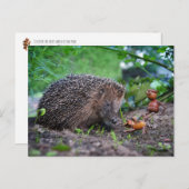 Carte Postale Acorn ef avec chien et hérisson - gentil (Devant / Derrière)