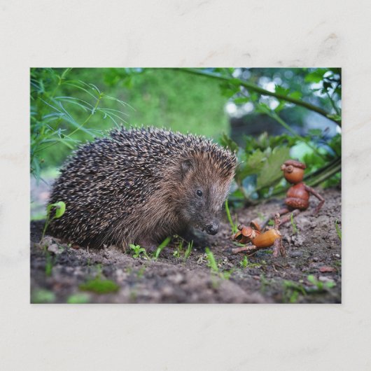Carte Postale Acorn ef avec chien et hérisson - gentil (Devant)
