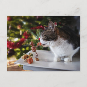 Carte Postale Acorn Elf donne cadeau de Noël au chat