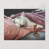 Carte Postale Acorn elf taquiner chat (Devant)