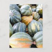 Carte Postale Acorn Squash (Devant)