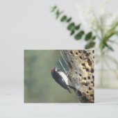 Carte postale Acorn Woodpecker (Debout devant)