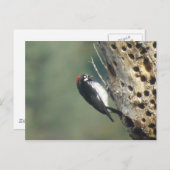 Carte postale Acorn Woodpecker (Devant / Derrière)