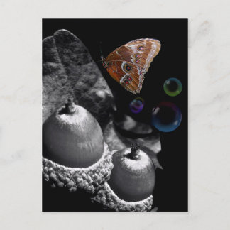 Carte Postale Acorns Papillon et bulles