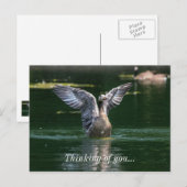Carte Postale Action de l'aile Old Goose (Devant / Derrière)